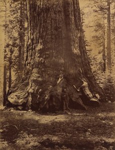 Section du Grizzly Giant avec Galen Clark, Mariposa Grove, Yosemite, 1865-66 - Carleton Emmons Watkins