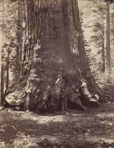 Section du Grizzly Giant avec Galen Clark, Mariposa Grove, Yosemite, 1865-66, imprimé vers 1876 - Carleton Emmons Watkins