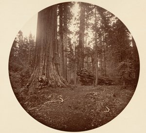 Le Père de la Forêt - C. Grove, vers 1878 - Carleton Emmons Watkins