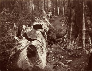Le Père de la Forêt, circonférence de 112 pieds, Calaveras Grove, 1865-66, imprimé vers 1876 - Carleton Emmons Watkins