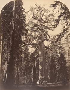 Le Géant Grisly, Mariposa Grove, Yosemite - Carleton Emmons Watkins