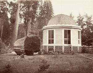 La Maison Construite sur la Souche d