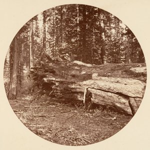 La cabane des mineurs - Calaveras Grove, vers 1878 - Carleton Emmons Watkins