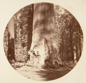 La Mère de la Forêt - Calaveras Grove (vers 1878) - Carleton Emmons Watkins