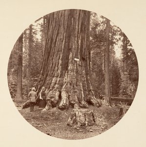 La Fierté de la Forêt - Calaveras Grove, vers 1878 - Carleton Emmons Watkins