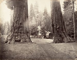 Les Sentinelles, 315 pieds, Yosemite - Carleton Emmons Watkins