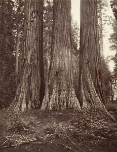 Les Trois Grâces, 272 pieds, 1865-66, imprimé vers 1876 - Carleton Emmons Watkins
