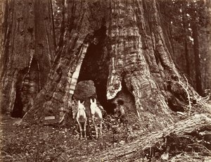 Le Trépied, circonférence de 94 pieds - Carleton Emmons Watkins