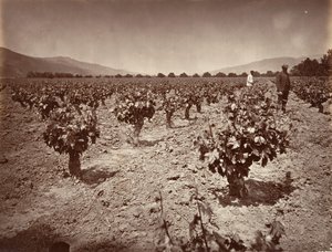Vignoble du ranch Camulos, 1876, imprimé ca. 1876 - Carleton Emmons Watkins