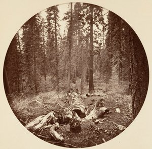 [Parc national de Yosemite, Californie], vers 1878 - Carleton Emmons Watkins
