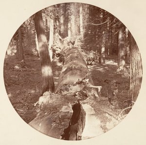 [Parc national de Yosemite, Californie], vers 1878 - Carleton Emmons Watkins