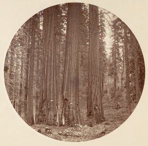 [Parc national de Yosemite, Californie], vers 1878 - Carleton Emmons Watkins