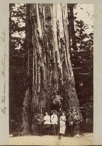 Grands arbres près de Monteray [sic] - Cal. - Carleton Watkins