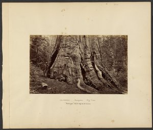 [Californie - Grands arbres de Mariposa, "Washington", hauteur de 10 m, circonférence de 10 m]. - Carleton Watkins