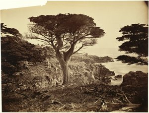  - Carleton Watkins