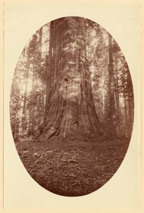 [Empire State Calaveras Grove] - Carleton Watkins