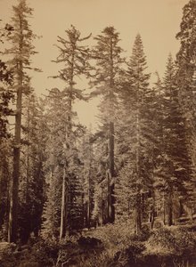 [Scène de forêt] / [Pins à sucre] - Carleton Watkins