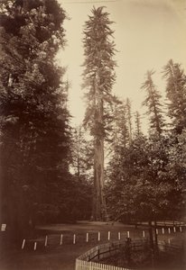 Séquoia géant, Santa Cruz - Carleton Watkins