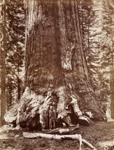 Grizzly Giant Diamètre 33 Ft. Mariposa Grove - Carleton Watkins