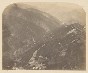 Joséphine et pin - Carleton Watkins