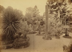 [Monterey, Californie, Arizona Garden, Hotel Del Monte]. - Carleton Watkins