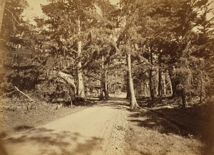 (Monterey, Californie. Moss Avenue, 18 Mile Drive.) - Carleton Watkins