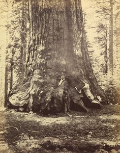 [Section du géant grizzli] - Carleton Watkins