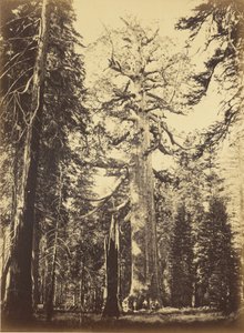  - Carleton Watkins