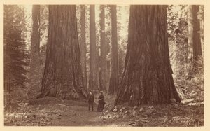  - Carleton Watkins