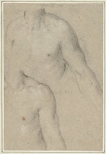 Deux études du torse d