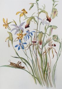 Iris et véronique bleue