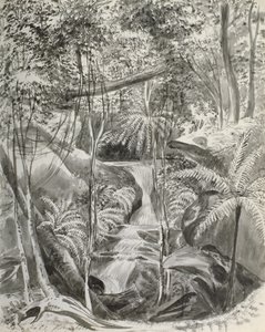 Étude de la jungle, 19ème siècle