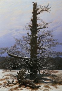 Chêne dans la neige