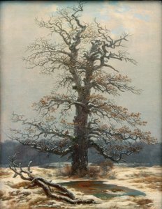 Chêne dans la neige