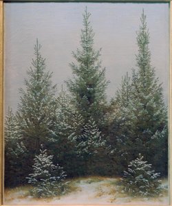 Forêt de sapins dans la neige