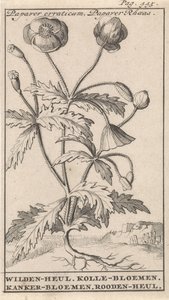 Coquelicot - Caspar Luyken