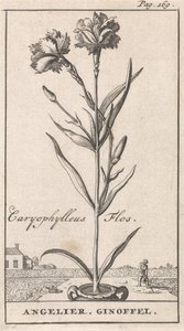 Page de titre et huit estampes avec des fleurs - Caspar Luyken