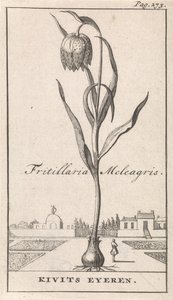 Page de titre et huit estampes avec des fleurs
