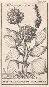 Page de titre et huit estampes avec des fleurs - Caspar Luyken