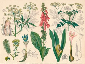 Plantes Vénéneuses Britanniques, milieu-fin du 19ème siècle - Cassell and Co