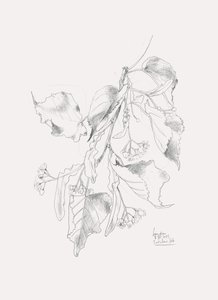 Esquisse délicate de tilleul