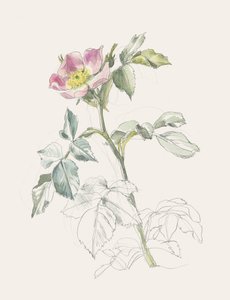 Rose sauvage délicate - Catalina Somolinos