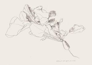 Dessin botanique du radis