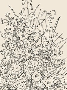 Fleurs sauvages du jardin - Catalina Somolinos