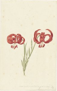 Lys rouge - Catharina Lintheimer
