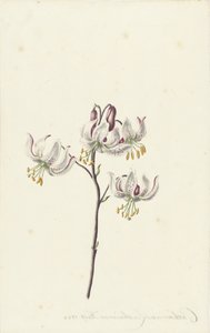 Branche avec quatre lys blancs - Catharina Lintheimer