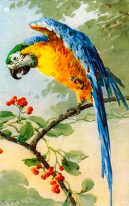 Perroquet mangeant des baies par Catherine Klein