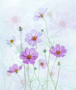 Cosmos rose de rêve