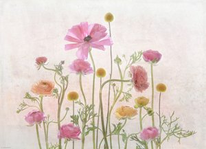 Renoncule rose pâle