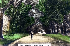Avenue des Chênes, Newlands, Johannesburg, Gauteng, Afrique du Sud, vers 1920